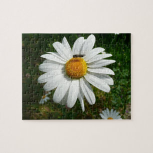 Puzzle Bee on Daisy Alaskan Summer Nature