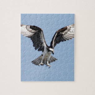 Puzzle Bel oiseau de balbuzard recherchant la proie