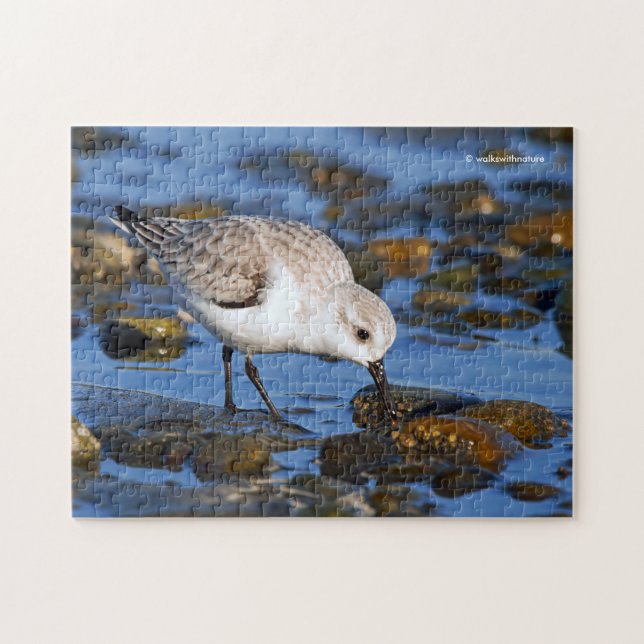 Puzzle Belle bécasseau de Sanderling à la recherche de no (Horizontal)