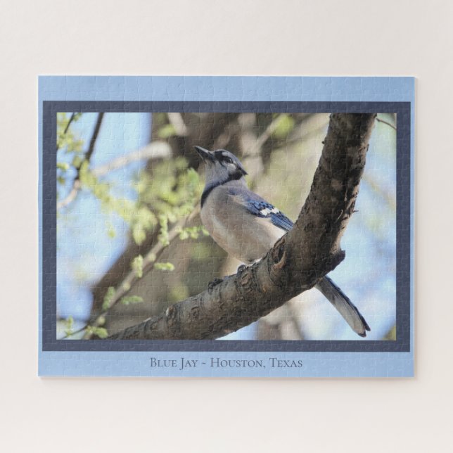 Puzzle Belle Jay Bleue ; Oiseau Lover (Horizontal)