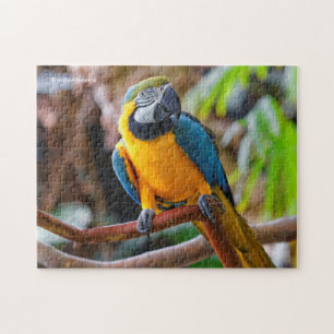 Puzzle Belle Macaw Bleue et Or