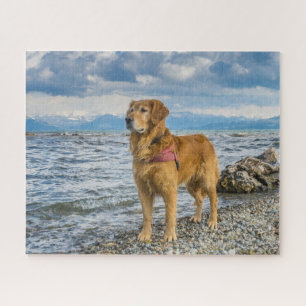 Puzzle Belle photo de chien Retriever doré sur la plage