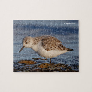 Puzzle Belle Sanderling Sandpiper se promène sur une plag