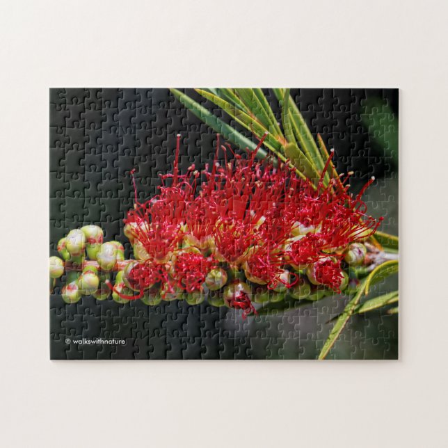 Puzzle Belles fleurs de brosse rouge (Horizontal)