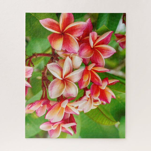 Puzzle Belles fleurs de la Plumeria (Vertical)
