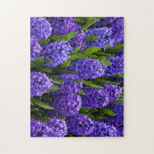 Puzzle Belles Hyacinthes Bleues/Violettes