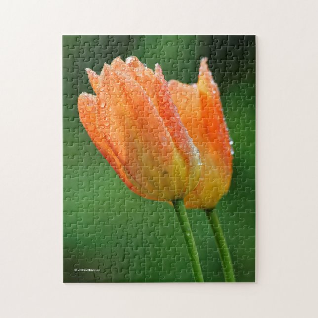 Puzzle Belles Tulipes Orange Pastel Baisées À La Dew (Vertical)