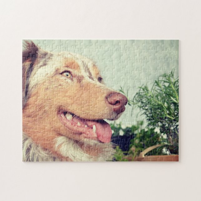 Puzzle Berger américain miniature Red Merle (Horizontal)