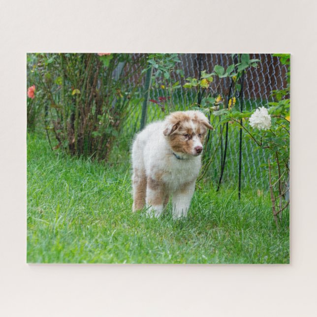 Puzzle Berger australien de Merle rouge (Horizontal)