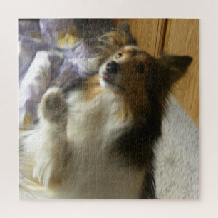 Puzzle Berger des Shetland qui mendie