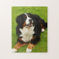 Puzzle Bernese Mountain dog