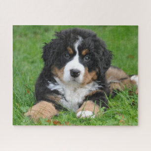 Puzzle Bernese Mountain Dog chiot