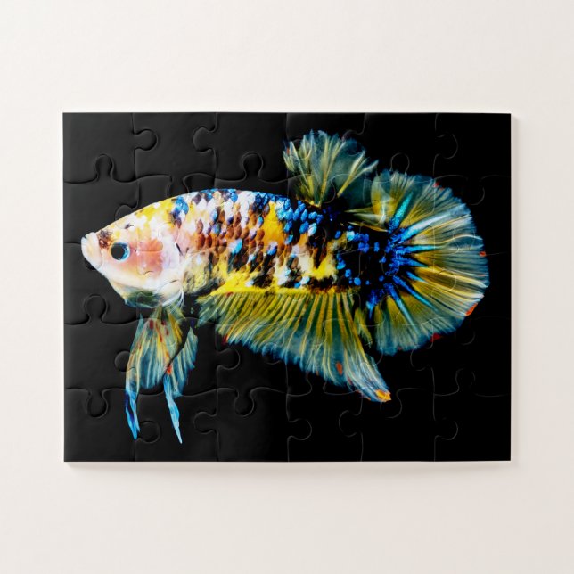 Puzzle Betta Fish Blue et Gold (Horizontal)