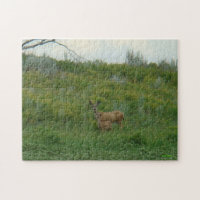 Biche et faon de cerf mulet D5