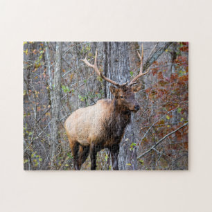 Puzzle Big Game Hunter - Bull Elk - 11x14 pouces