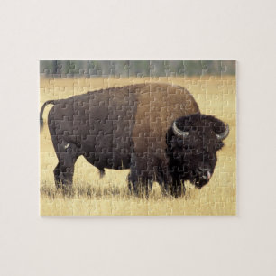 Puzzle Bison Bull à Yellowstone National