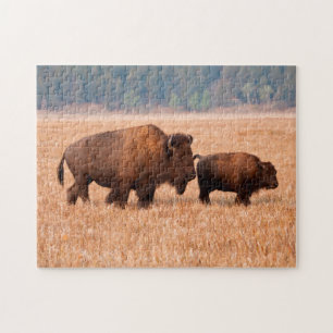Puzzle Bison d'Amérique (Bison bison) Vache et Veau