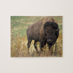 Puzzle Bison photo