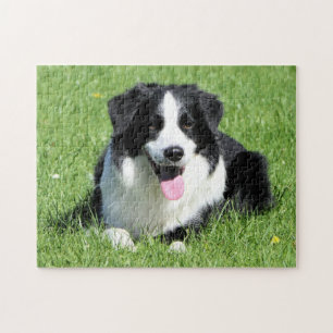 Puzzle Black and White Border Collie