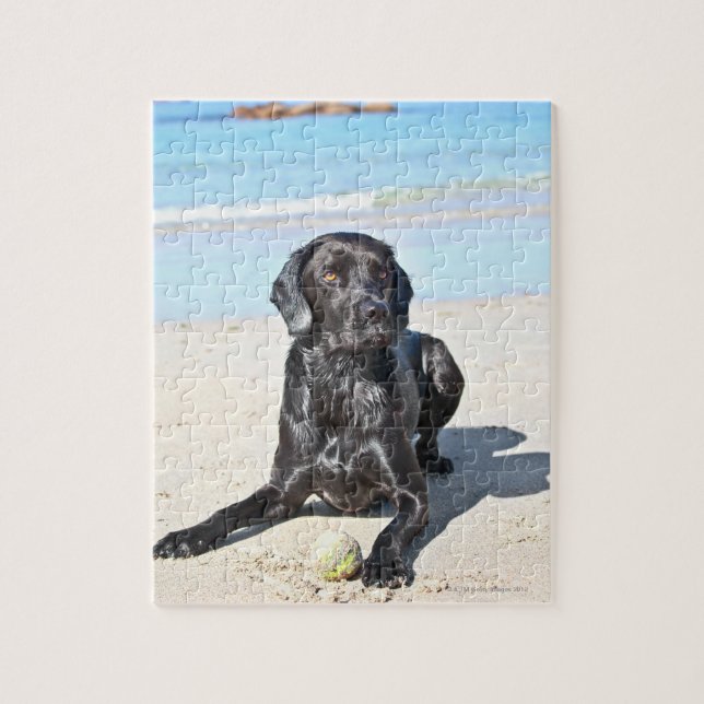 Puzzle Black Labrador Dog assis sur la plage (Vertical)