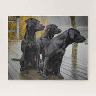 Puzzle Black Labs sur un quai