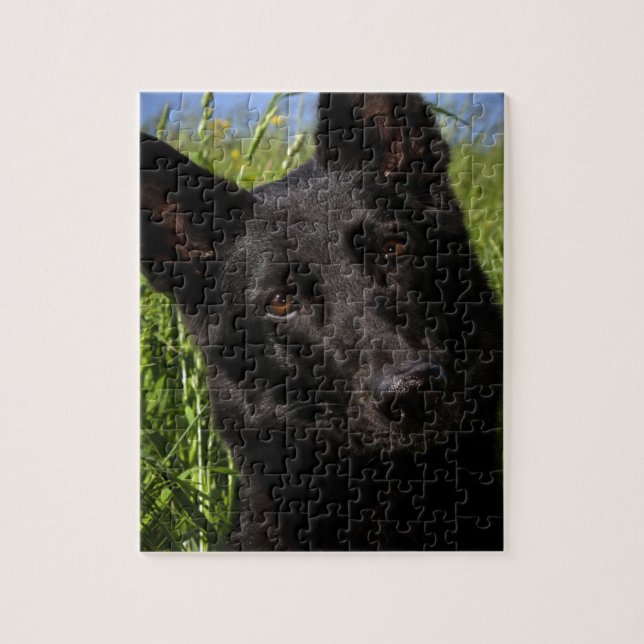 Puzzle black shepherd (Vertical)