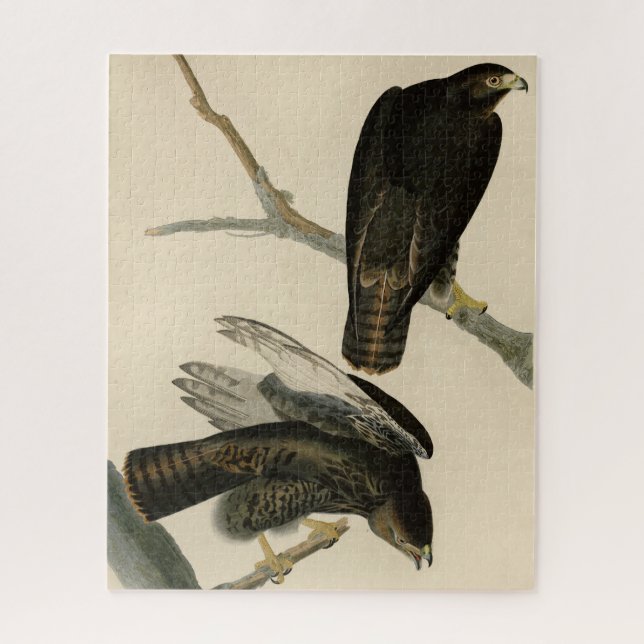 Puzzle Black Warrior (Buse à queue rouge) d'Audubon Birds (Vertical)