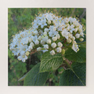 Puzzle blanc, fond, floraison, fleur, nature, été