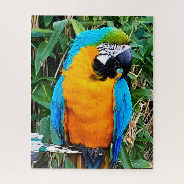 Puzzle Blue and Yellow Macaw Parrot (Vertical)