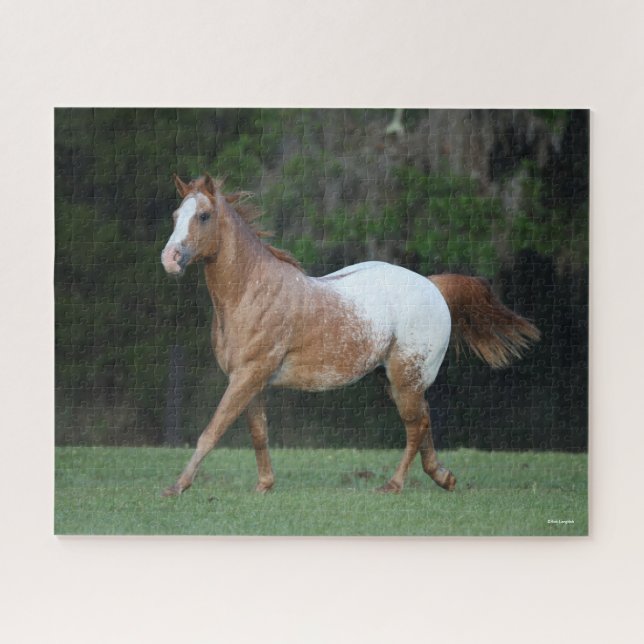 Puzzle Bob Langrish | Appaloosa Horse Running (Horizontal)