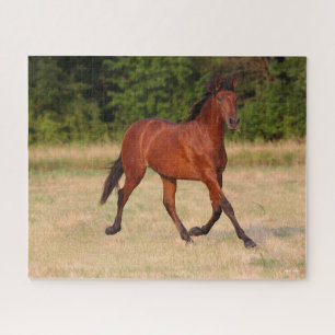 Puzzle Bob Langrish Baie Colt andalou En Champ