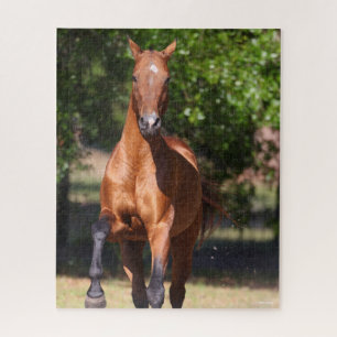Puzzle Bob Langrish Bay Akhal Teke Standing