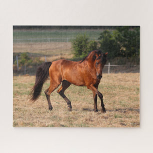 Puzzle Bob Langrish   Bay Arab Walking