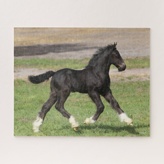 Puzzle Bob Langrish | Black Gypsy Vanner Foal Running (Horizontal)