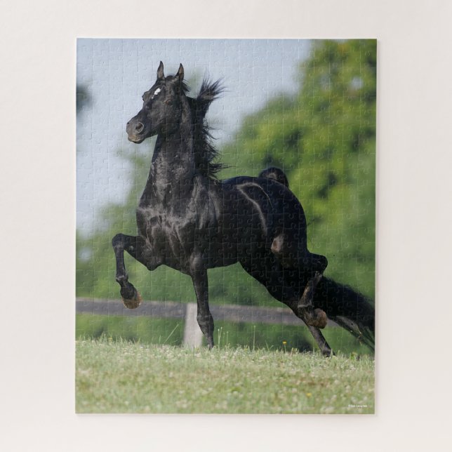 Puzzle Bob Langrish | Black Morgan Horse Trotting (Vertical)