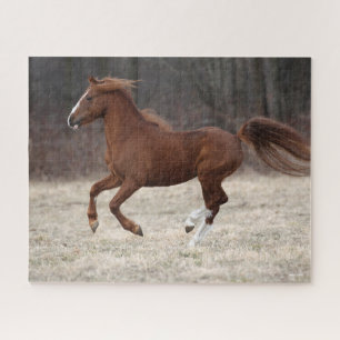 Puzzle Bob Langrish Chestnut Hackney Pony Running