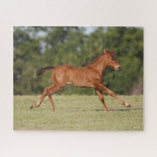 Puzzle Bob Langrish   Chestnut Quarter Cheval Foal Runer