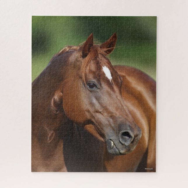 Puzzle Bob Langrish Chestnut Quarter Cheval Mare Headshot (Vertical)