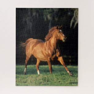 Puzzle Bob Langrish   Chestnut Warmblood Mare Running