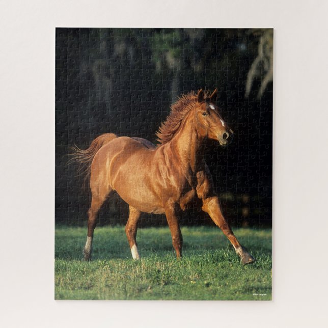 Puzzle Bob Langrish | Chestnut Warmblood Mare Running (Vertical)