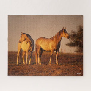 Puzzle Bob Langrish Deux Arabes gris debout au coucher