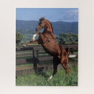 Puzzle Bob Langrish   Élevage d'étalons arabes en châtaig