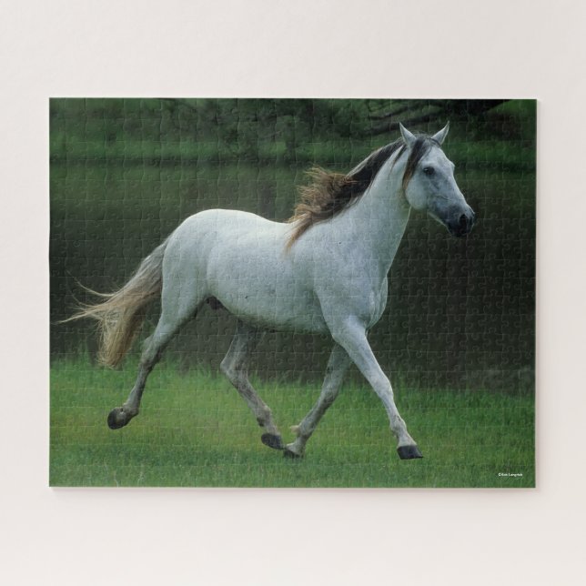 Puzzle Bob Langrish | Gray Andalucian Stallion Courir (Horizontal)
