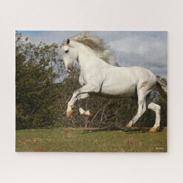 Puzzle Bob Langrish | Gray Andalucian Stallion Leaping (Horizontal)
