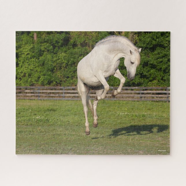 Puzzle Bob Langrish | Gray Andalucian Stallion Leaping (Horizontal)
