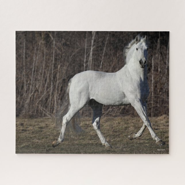 Puzzle Bob Langrish | Gray Andalucian Stallion Walking (Horizontal)
