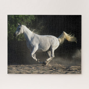 Puzzle Bob Langrish   Gray Arab Mare Running