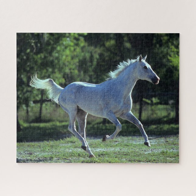 Puzzle Bob Langrish | Gray Thoroughbred Stallion Running (Horizontal)