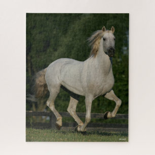 Puzzle Bob Langrish Grey Andalucian Running