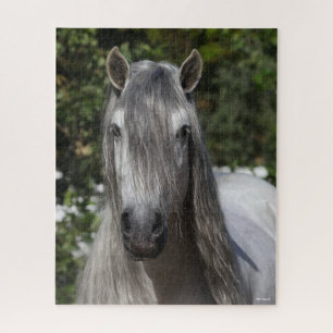 Puzzle Bob Langrish Grey Andalucian Stallion headshot